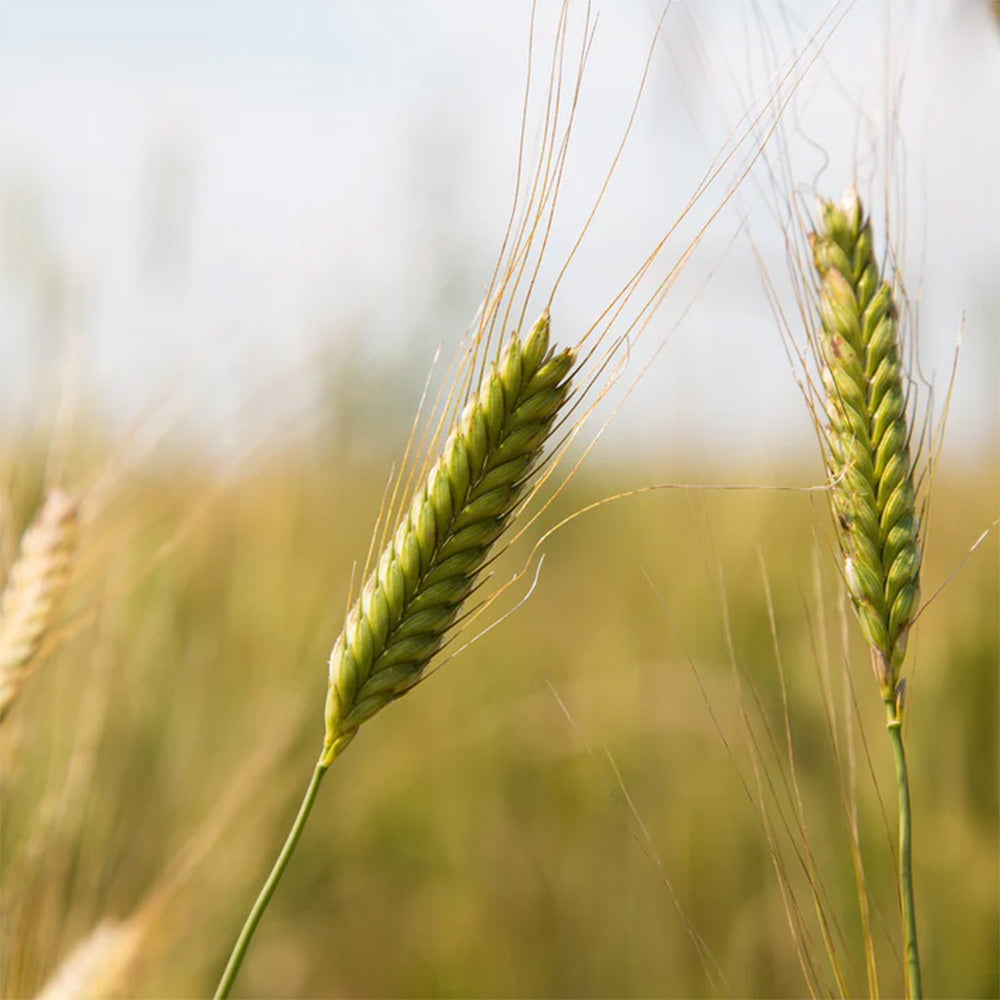 Bio Landwirtschaft Feld